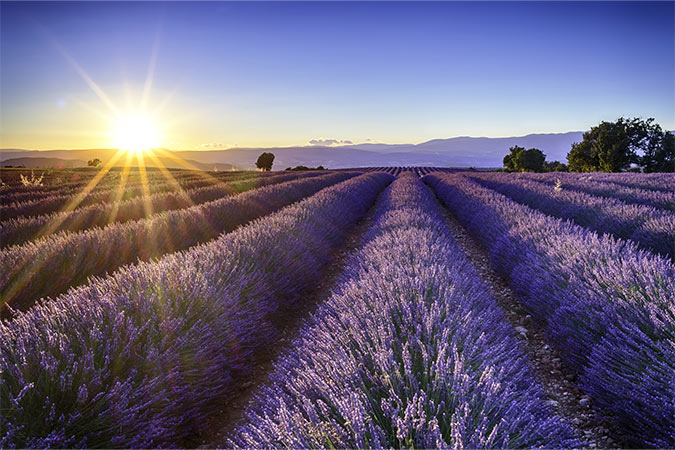 champ de lavande au coucher du soleil